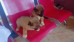 1-3 months Male Purebred Caucasian Shepherd