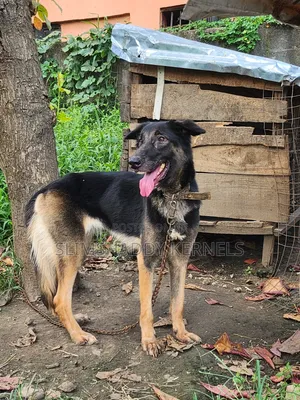 1+ year Female Purebred German Shepherd