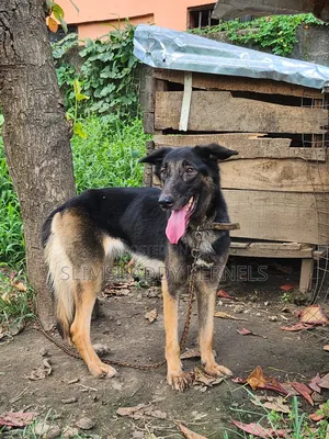 1+ year Female Purebred German Shepherd