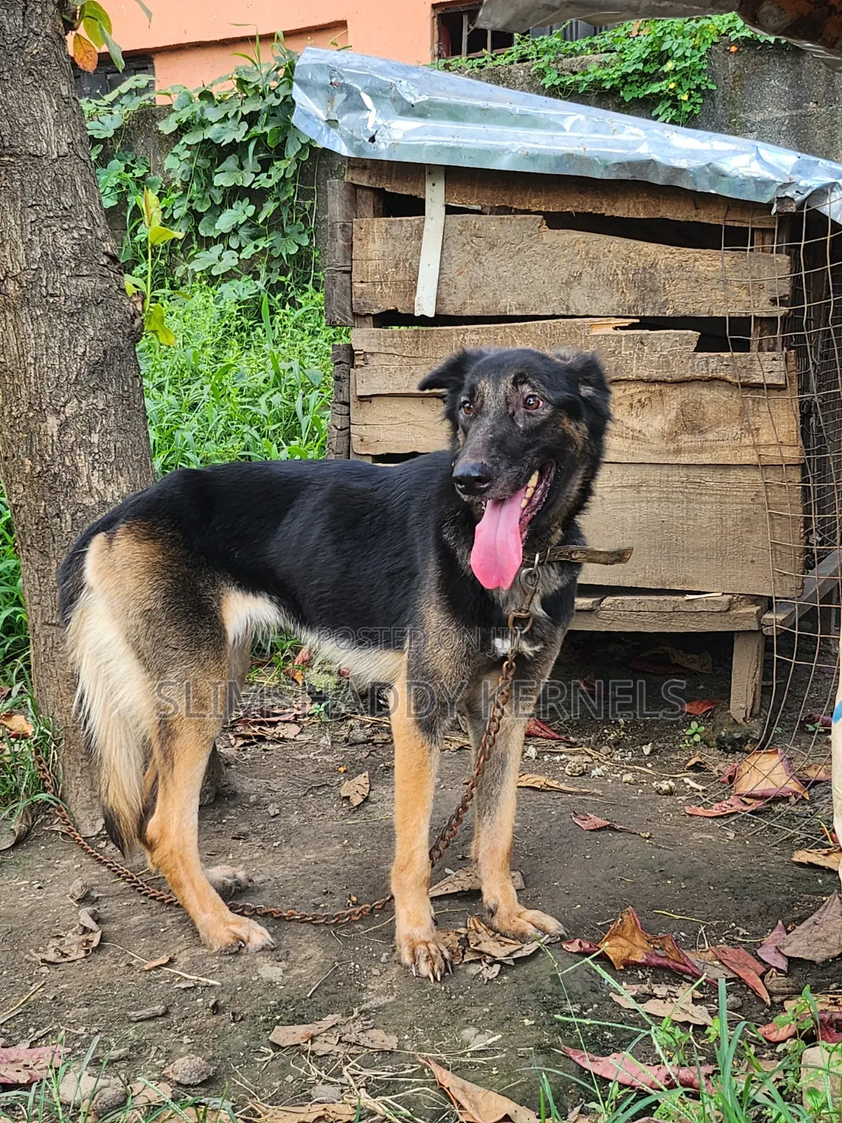 1+ year Female Purebred German Shepherd
