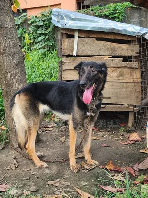 1+ year Female Purebred German Shepherd