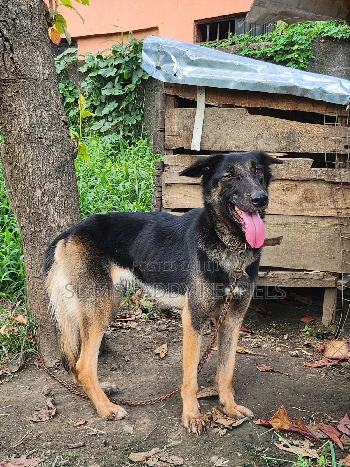 1+ year Female Purebred German Shepherd