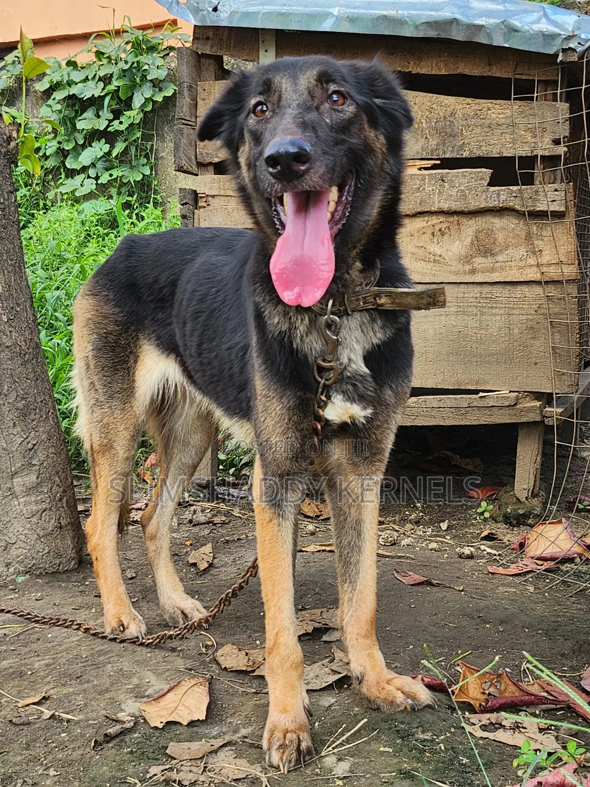 1+ year Female Purebred German Shepherd