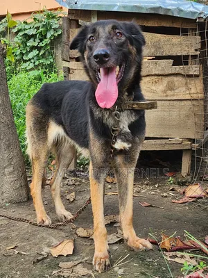 1+ year Female Purebred German Shepherd