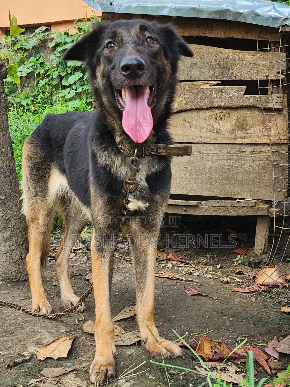 1+ year Female Purebred German Shepherd