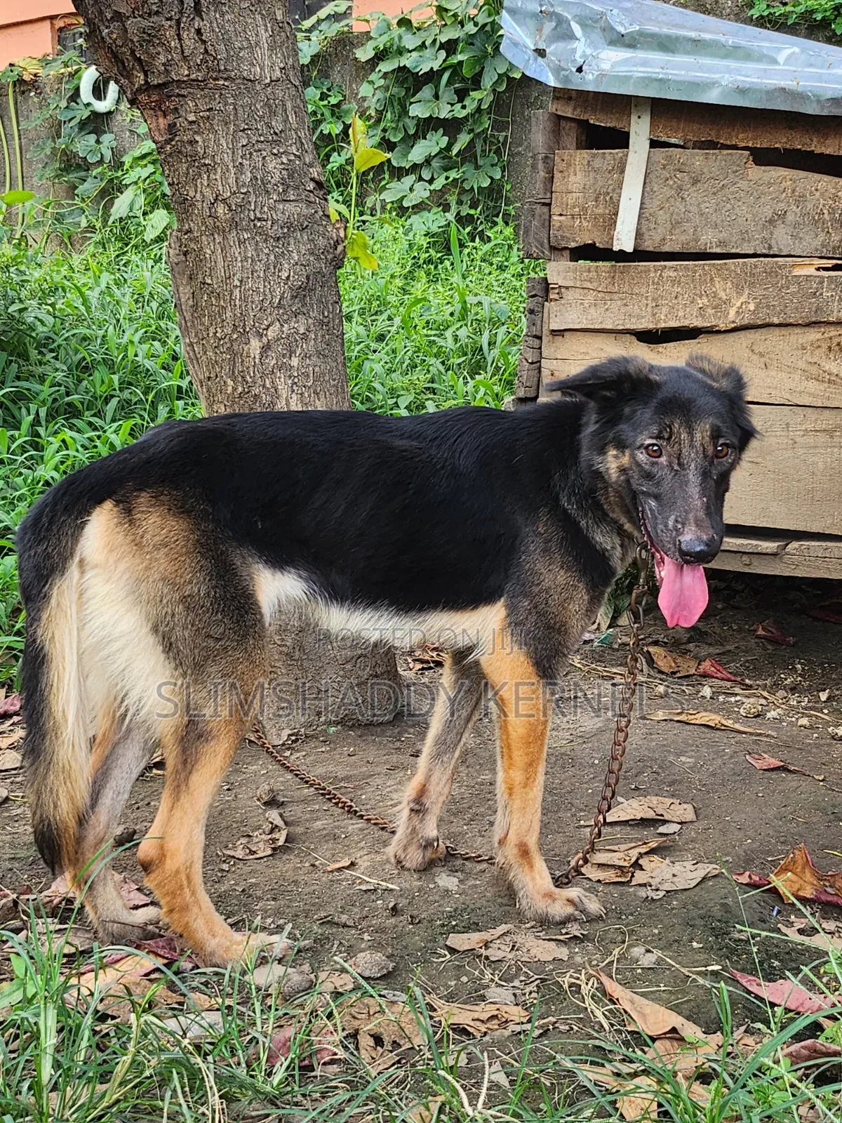 1+ year Female Purebred German Shepherd