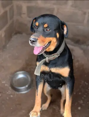 1+ year Female Purebred Rottweiler