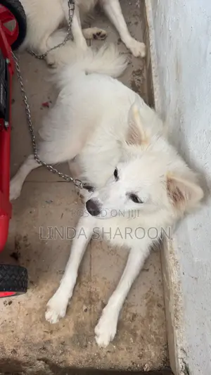 6-12 months Male Purebred American Eskimo