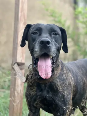 1+ year Female Purebred Boerboel