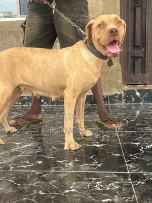 1+ year Female Purebred Boerboel