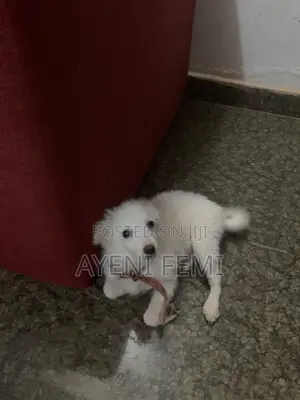 3-6 months Male Mixed Breed American Eskimo
