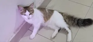 6-12 months Female Mixed Breed Maine Coon