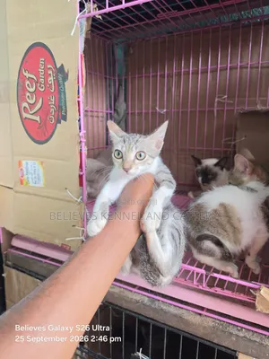 1-3 months Female Purebred Cat
