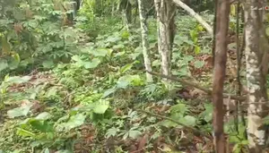 100 Acres of Cocoa Farmland for Sale — Ibokun, Osun State