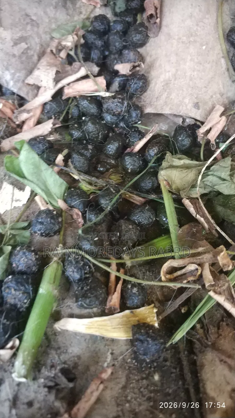 Pure Rabbit Urine Manure
