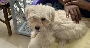 1-3 months Male Purebred Lhasa Apso