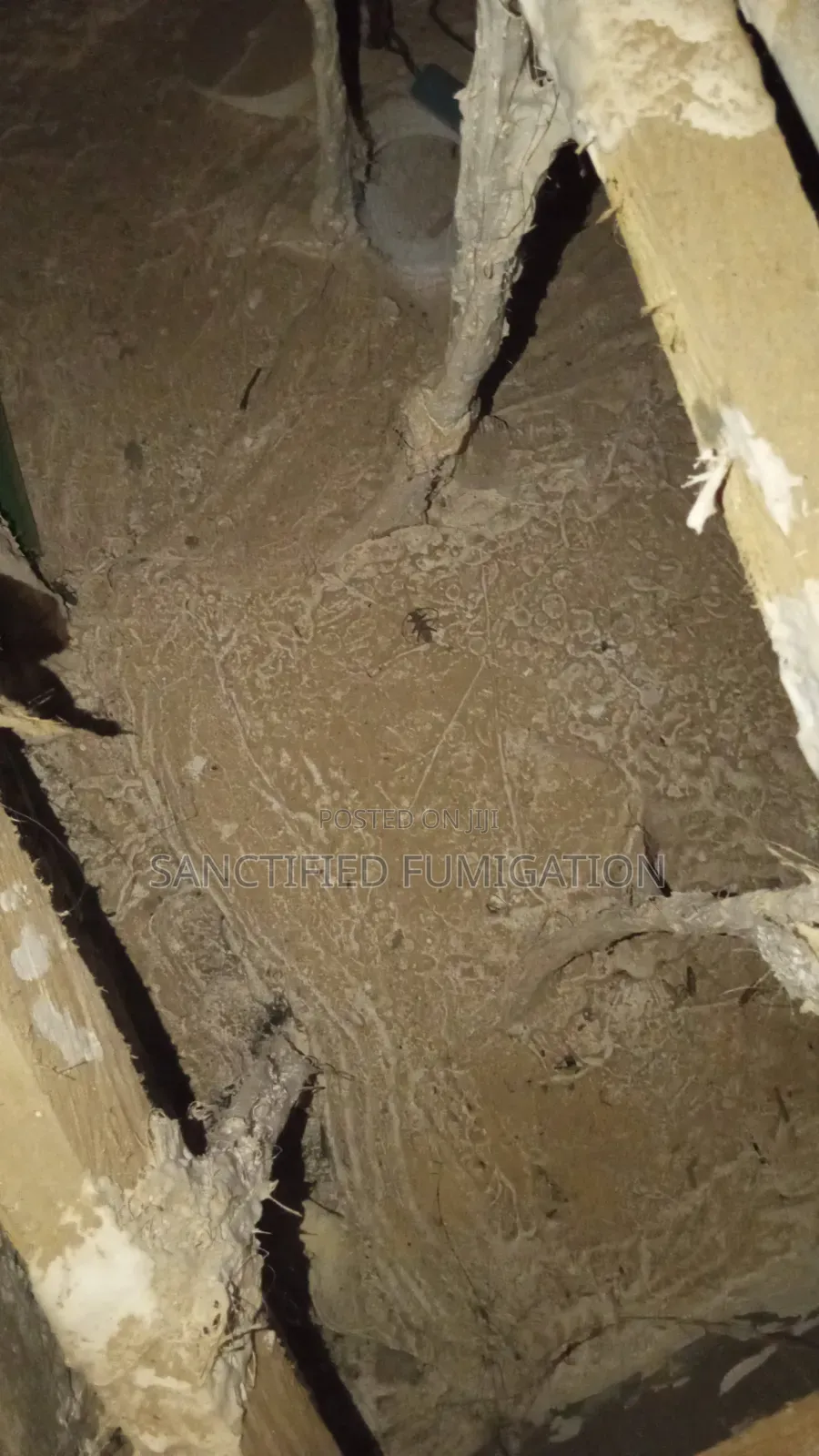 Anti -Termite