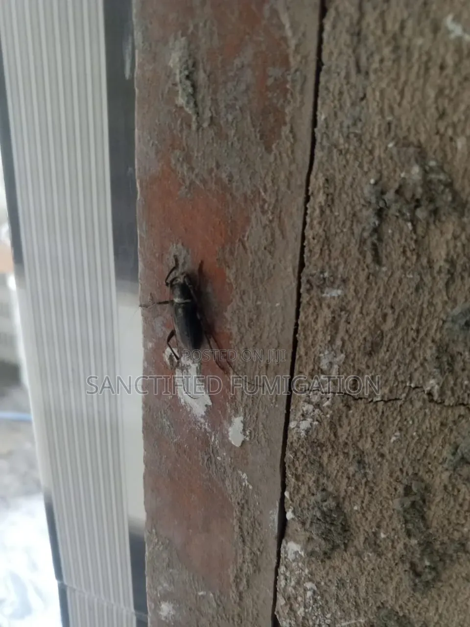 Anti -Termite
