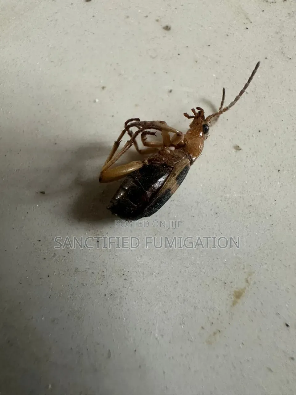 Anti -Termite