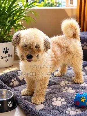 1+ year Female Purebred Lhasa Apso