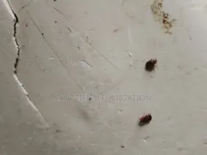 Grain Fumigation