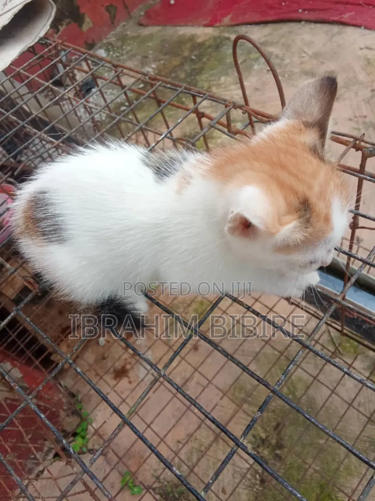 1-3 months Female Purebred Cat