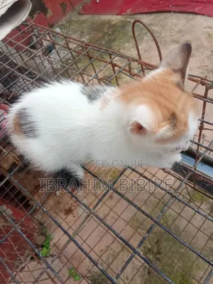1-3 months Female Purebred Cat