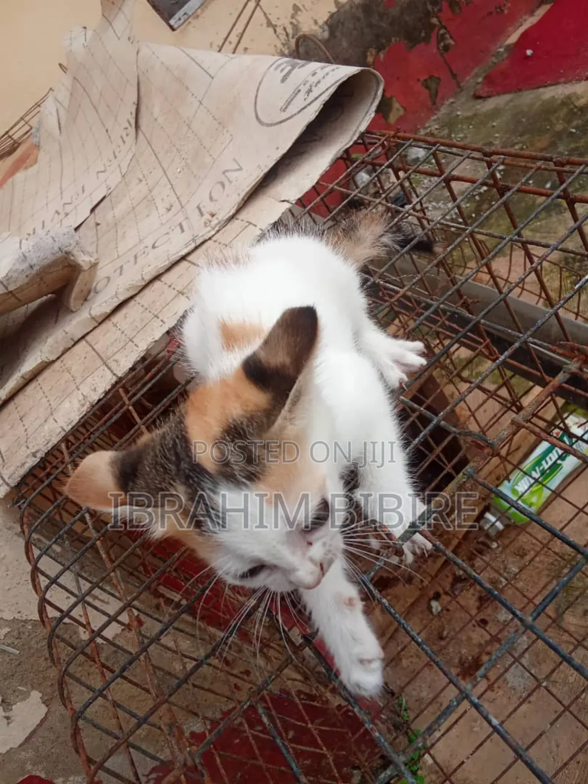 1-3 months Female Purebred Cat