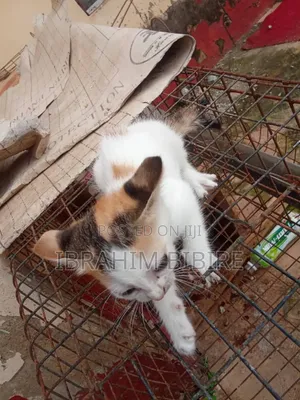 1-3 months Female Purebred Cat