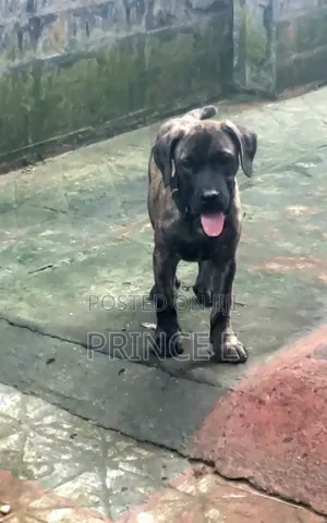 1-3 months Male Purebred Boerboel