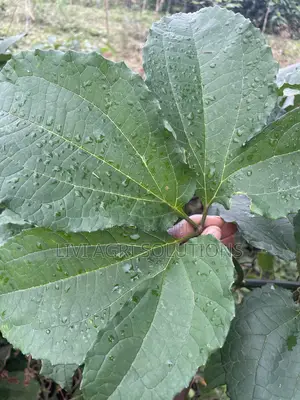 Ugwu Seed/Pumpkin Seed