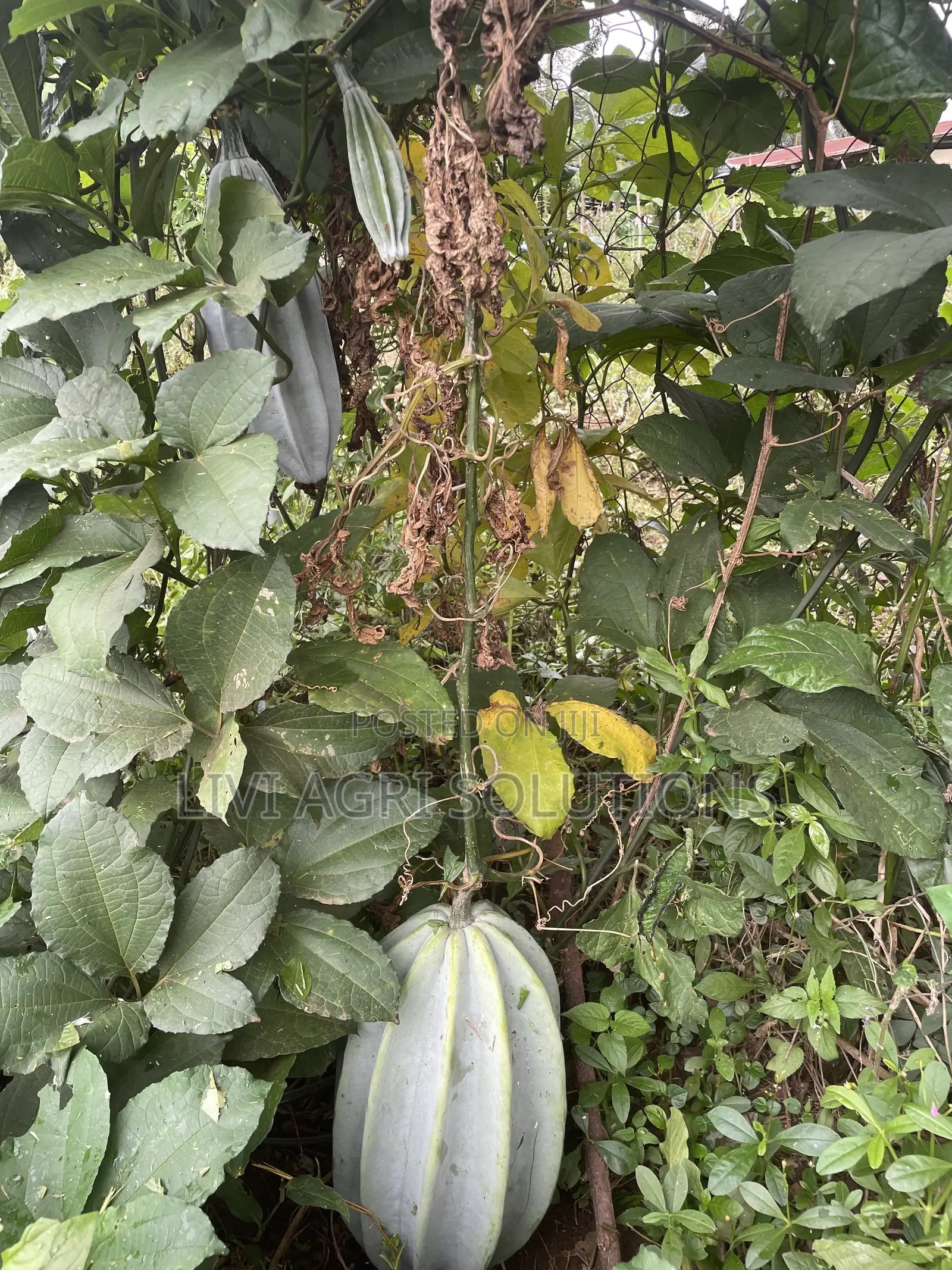 Ugwu Seed/Pumpkin Seed
