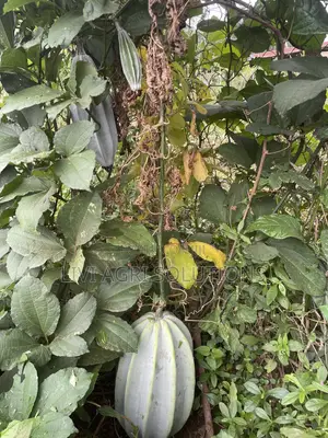 Ugwu Seed/Pumpkin Seed