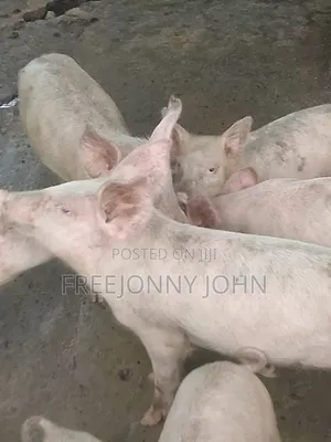 Weaners Pig