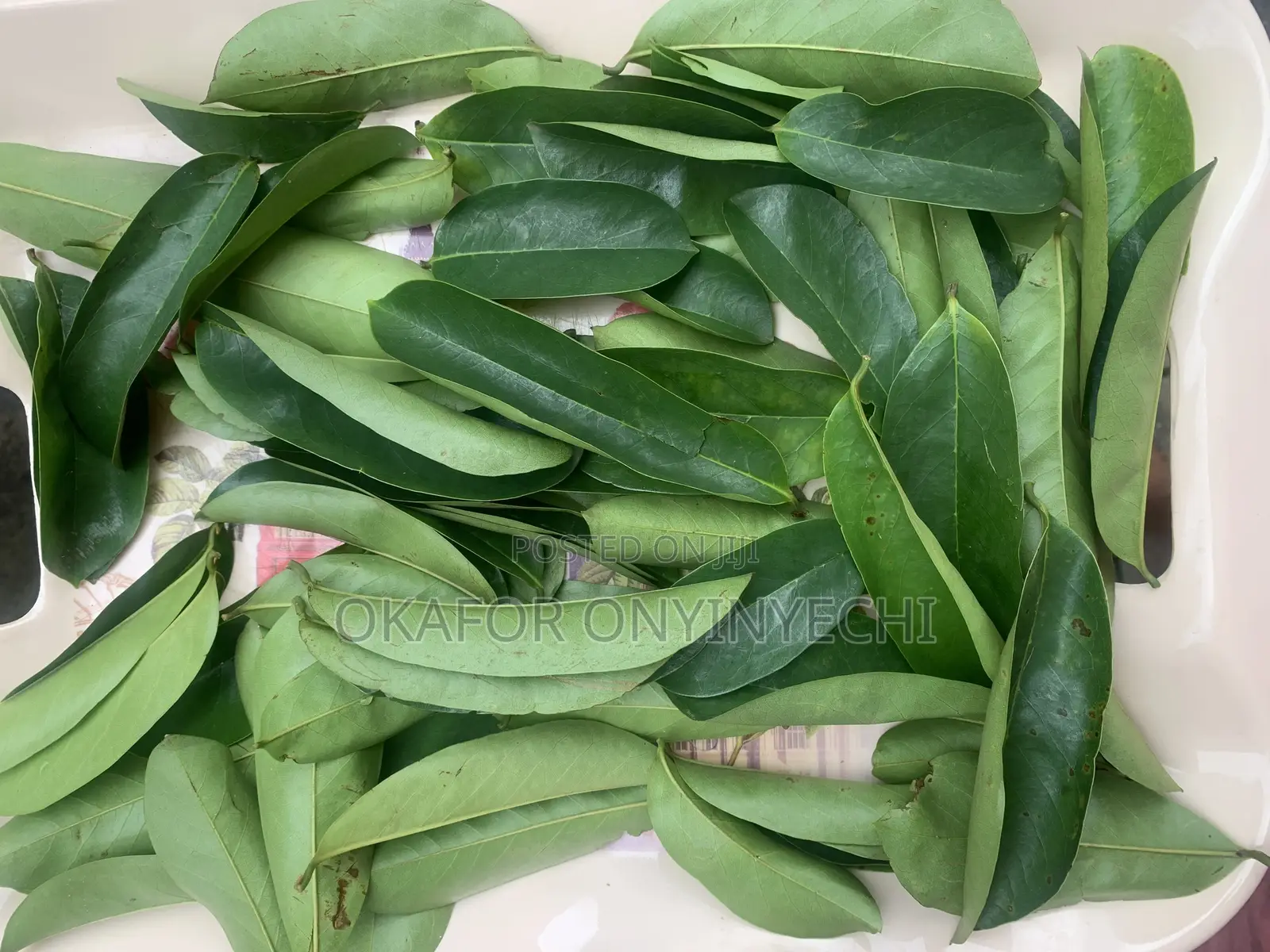 Fresh Soursop Leaves