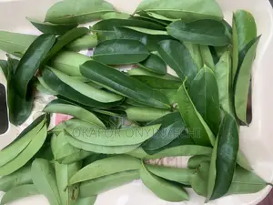 Fresh Soursop Leaves