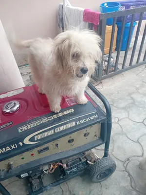 1-3 months Female Purebred Lhasa Apso