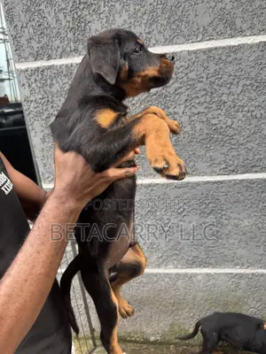 3-6 months Male Purebred Rottweiler