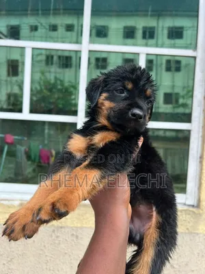 1-3 months Female Purebred Rottweiler