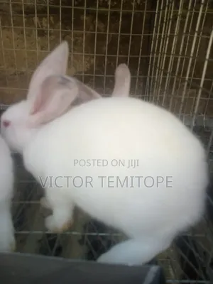 Rabbit Growers Looking for New Home