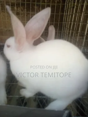 Rabbit Post-Weaners (6 - 10 Weeks) for Sale