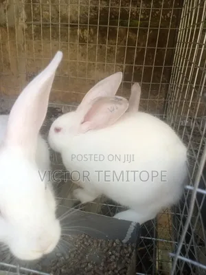 Rabbit Post-Weaners (6 - 10 Weeks) for Sale