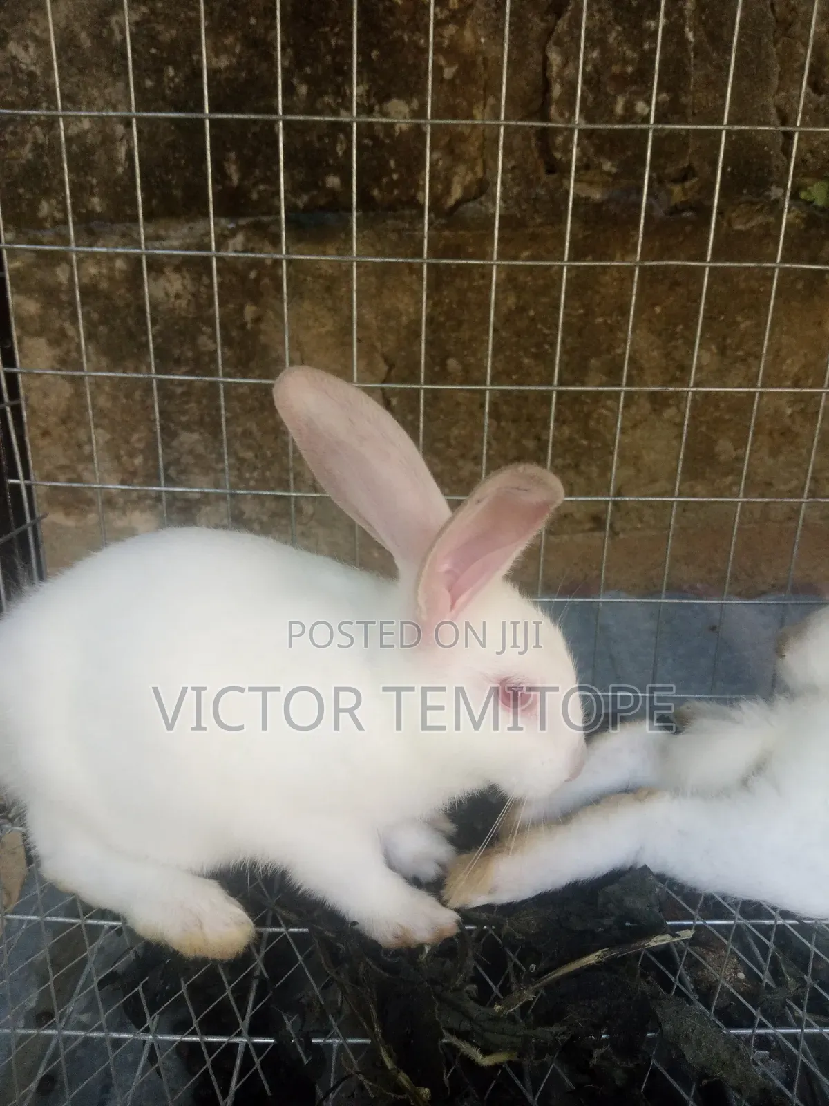 Rabbit Post-Weaners (6 - 10 Weeks) for Sale