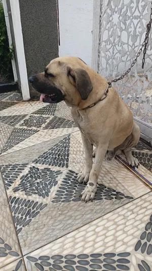 1+ year Male Purebred Boerboel