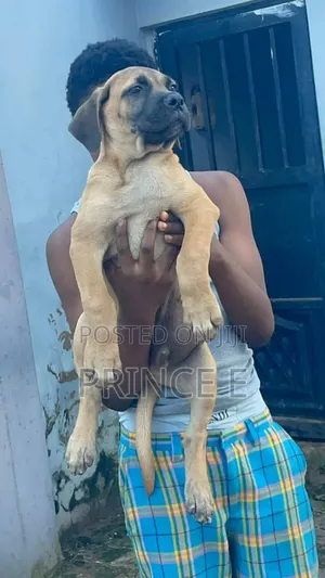 1-3 months Male Purebred Boerboel