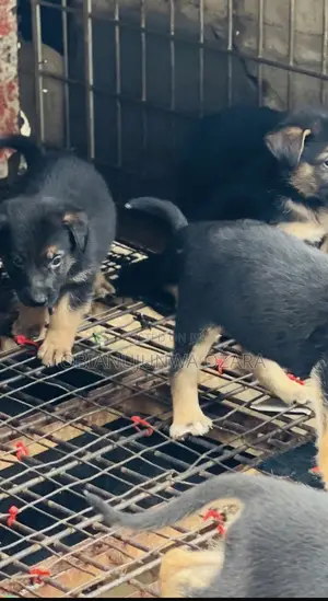 1-3 months Female Purebred German Shepherd