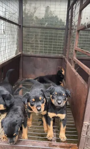 1-3 months Female Purebred Rottweiler