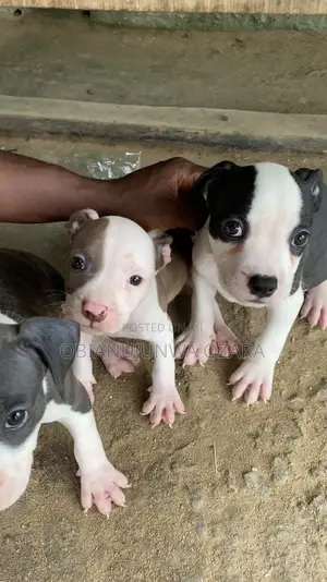 1-3 months Female Purebred American Pit Bull Terrier