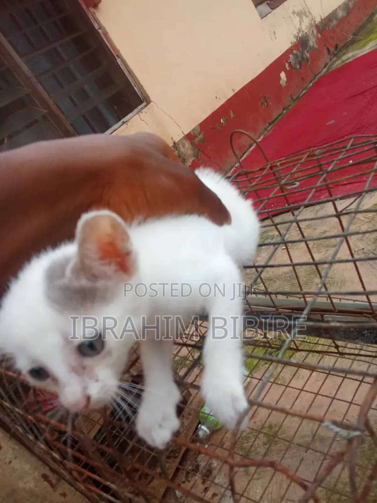1-3 months Female Purebred Cat