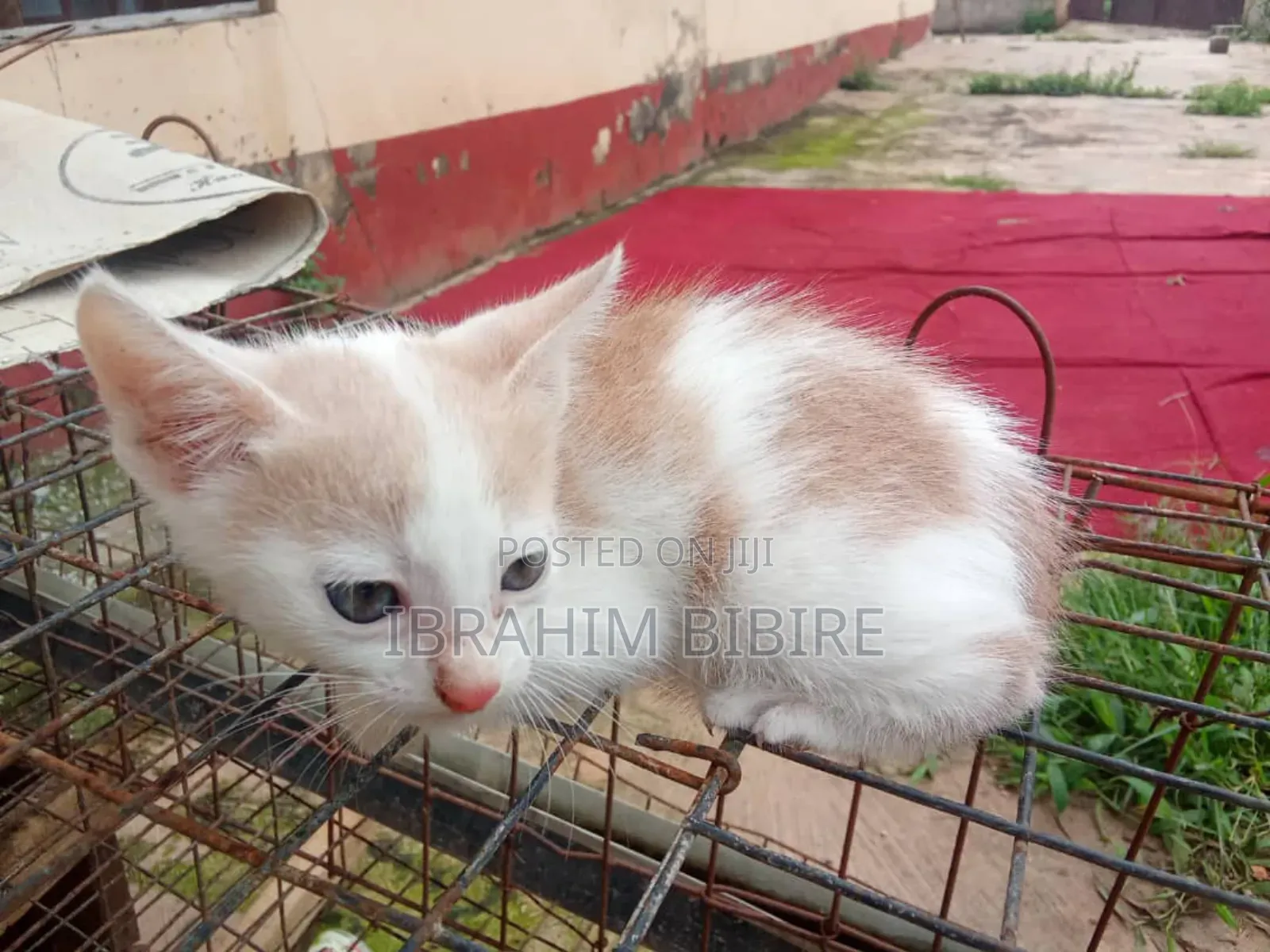 1-3 months Female Purebred Cat